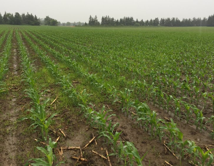 rjanssen19's tweet photo. Corn on corn.  Permit WG last Year.  No Permit on the left of picture 1 and in the middle of picture 2 (check strip).  Excellent on nutsedge https://t.co/JkhiAvyTFW