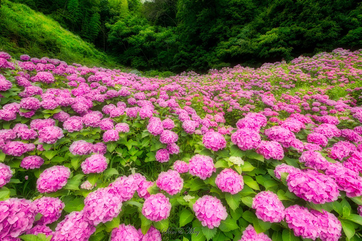 Twitter இல なも 紫陽花ざんまい 形原温泉あじさいの里で 昼過ぎからライトアップまで 一番上のアジサイエリアは ちょうど満開で アジサイの海 簡単なライトアップでしたが それはそれでいい感じでした ホタルもいましたが アジサイとコラボなしでした