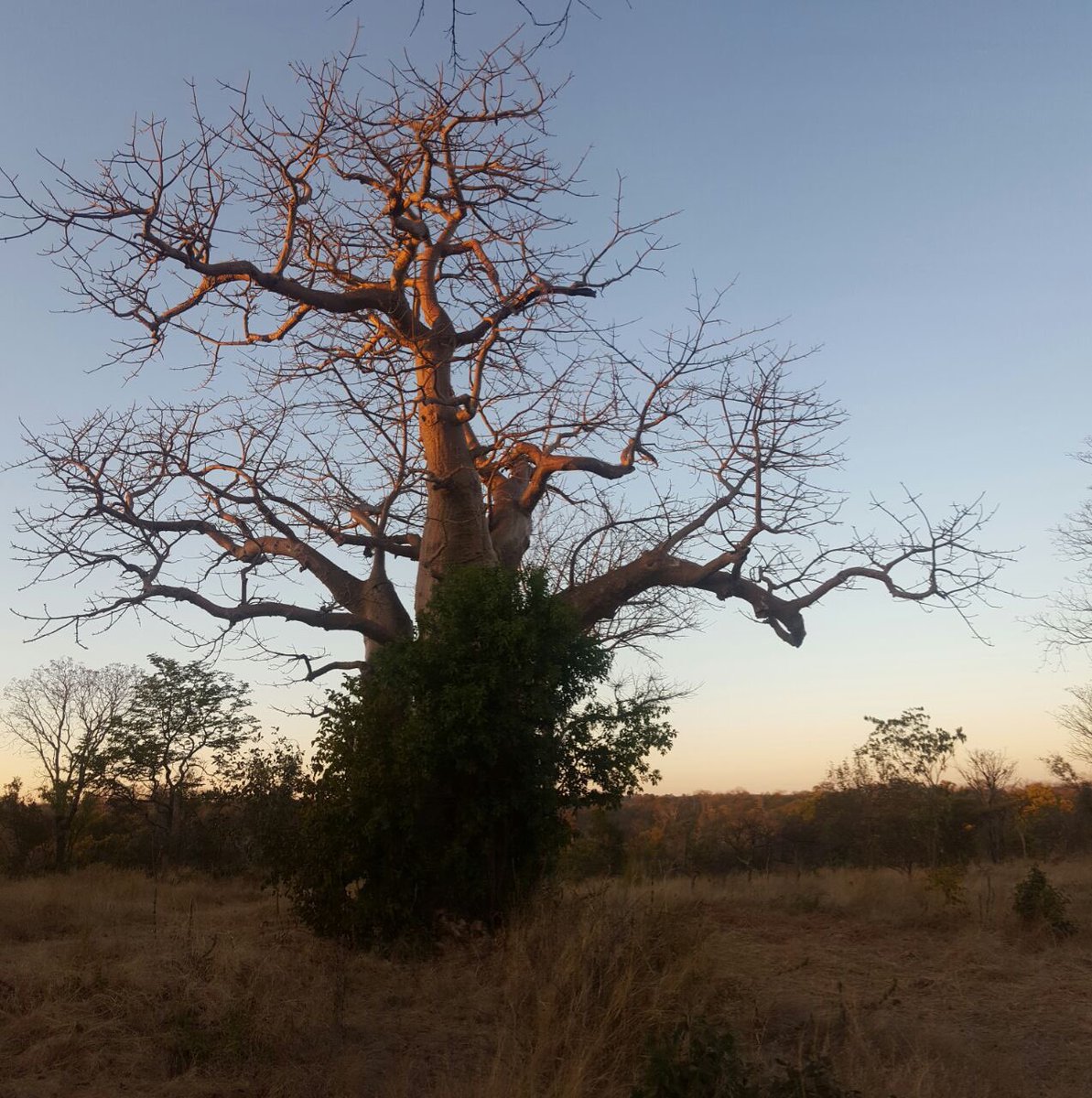 music4earth's tweet photo. Good things are happening here with @GreenpopSA in Zambia. Our #crowdstudio is ready to debut this afternoon. #conservationmusic #gpzam2017 https://t.co/OUhTNVbxKd