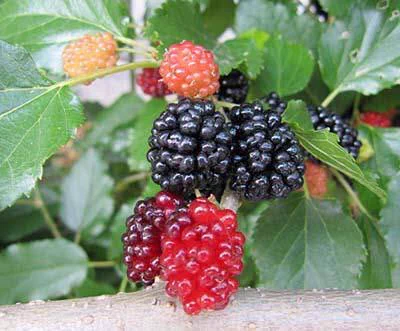 田舎あるある？ｗ野生の木の実を食べたことある人が多数ｗｗｗ