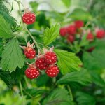 田舎あるある？ｗ野生の木の実を食べたことある人が多数!