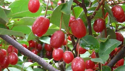 田舎あるある？ｗ野生の木の実を食べたことある人が多数ｗｗｗ