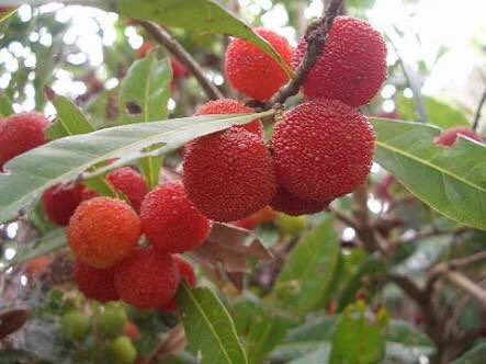 田舎あるある？ｗ野生の木の実を食べたことある人が多数ｗｗｗ