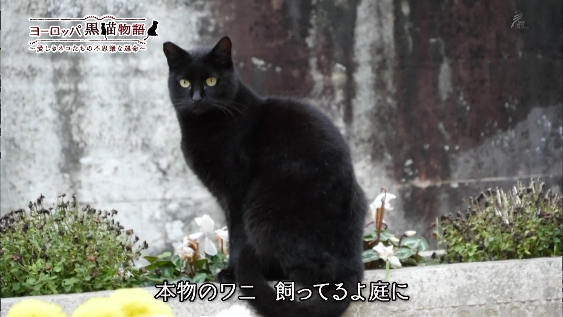 にゅ 本家の黒猫のタンゴ すごい歌詞だなｗ T Co Wykdzptebi Twitter