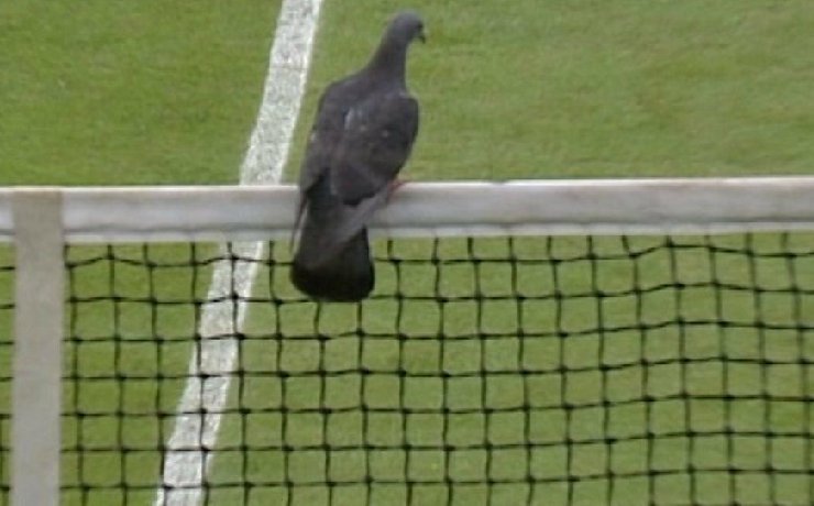 FoamALime's tweet photo. Play stopped because.... PIGEON 👀
#wimbledon #qualifying #pigeonattack #thatshowtheHitchcockmoviestarted ! https://t.co/YJZPhZfwzV