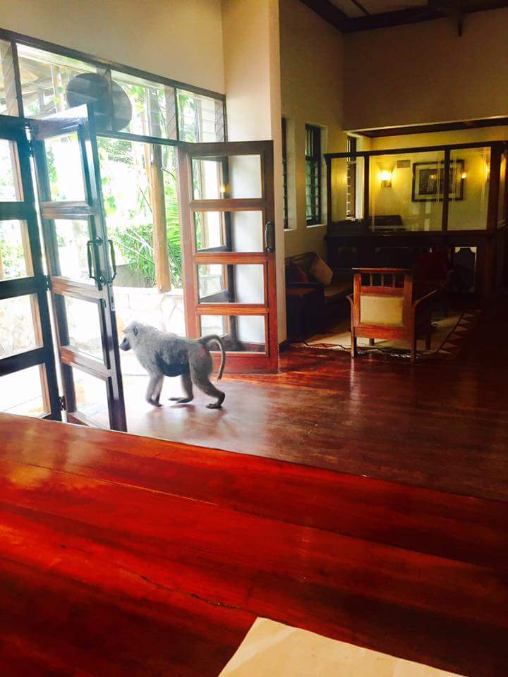 EDXTravel's tweet photo. One of @ParaaSafariLodg 's esteemed guests checks out earlier this morning 📷IG/Jenni Makanga #TourUganda the #PrimateCapital of the world https://t.co/V77Oa41zJ5