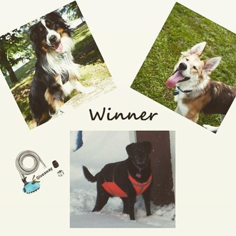 miupetofficial's tweet photo. #miupet #giveaway #winner Announcement! Thank you all for participating. 🧡 https://t.co/jgzFMUzYGA
#dogshower #showerhead #pets https://t.co/toTEcl0iGn