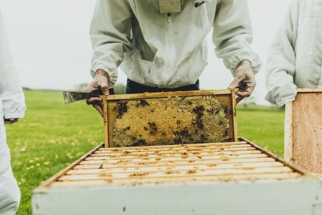 glc_bambino's tweet photo. N.Y. honeybees stung hard by varroa mite, researchers find https://t.co/ODe6PWLTVg via @@CU_Chronicle #pollinators #4bees https://t.co/A7yRYNkiCo