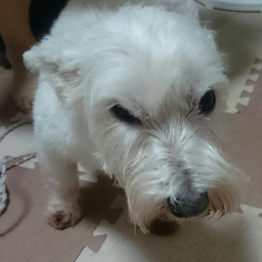 犬種問わず仲良くして下さい