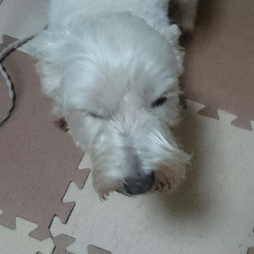 犬種問わず仲良くして下さい