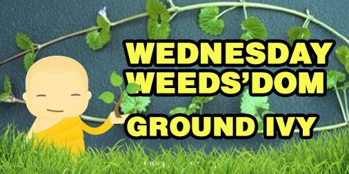 WeedProLawnCare's tweet photo. Wednesday Weeds'Dom - Ground Ivy
https://t.co/5Wbx87GXC4
#WeedPro #Weeds https://t.co/nYXDroYRf8