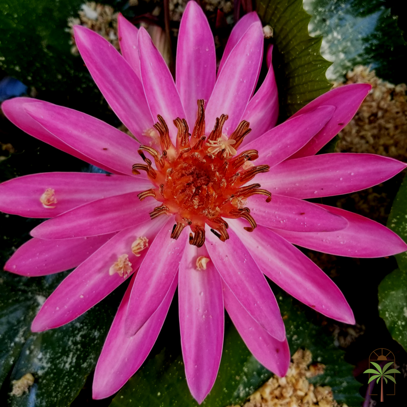 GallowsPoint's tweet photo. GOOD MORNING! It's summer and all the flowers are in bloom! We took this photo of a beautiful lotus flower in St. John this morning #Flowers https://t.co/KLi91bjJBN