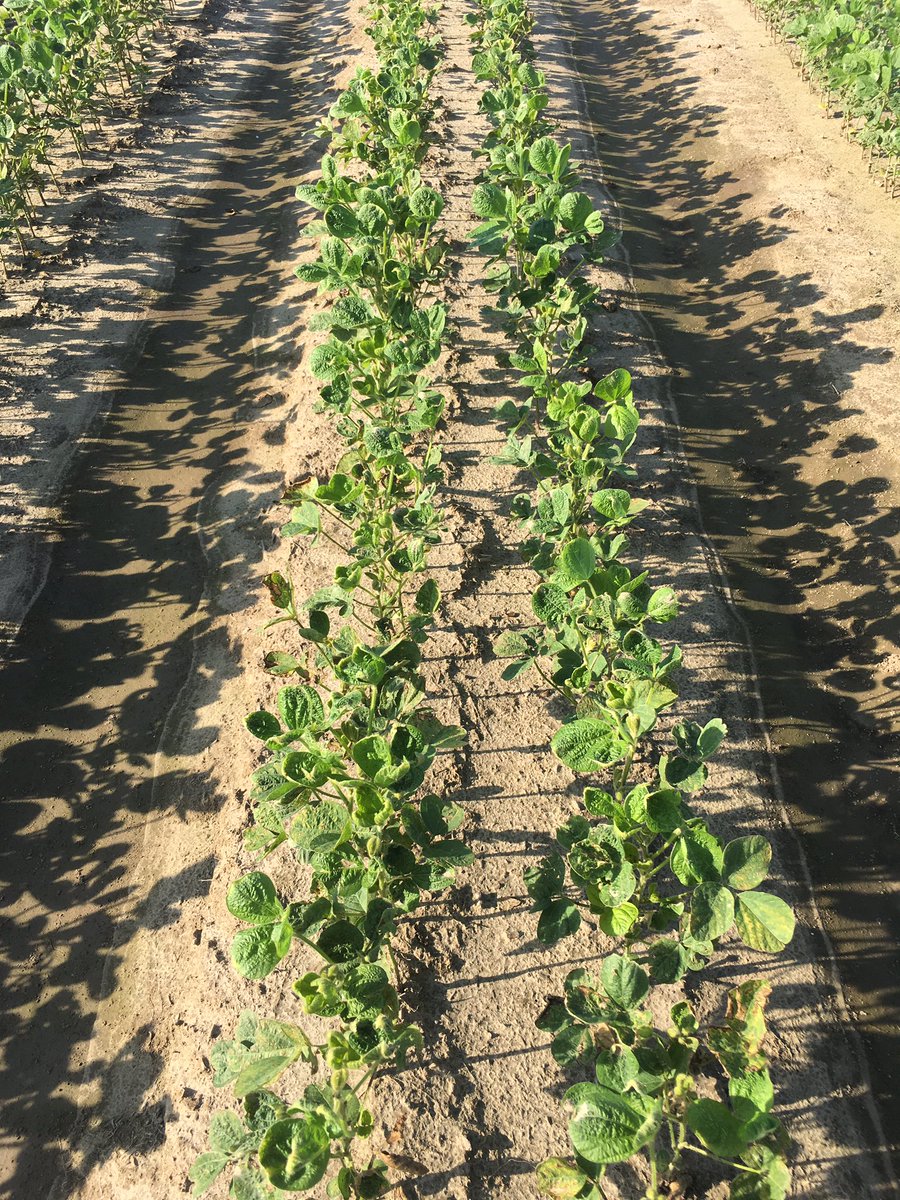 Let me say again. No amount of snake oil, foliage feed etc. will help this.