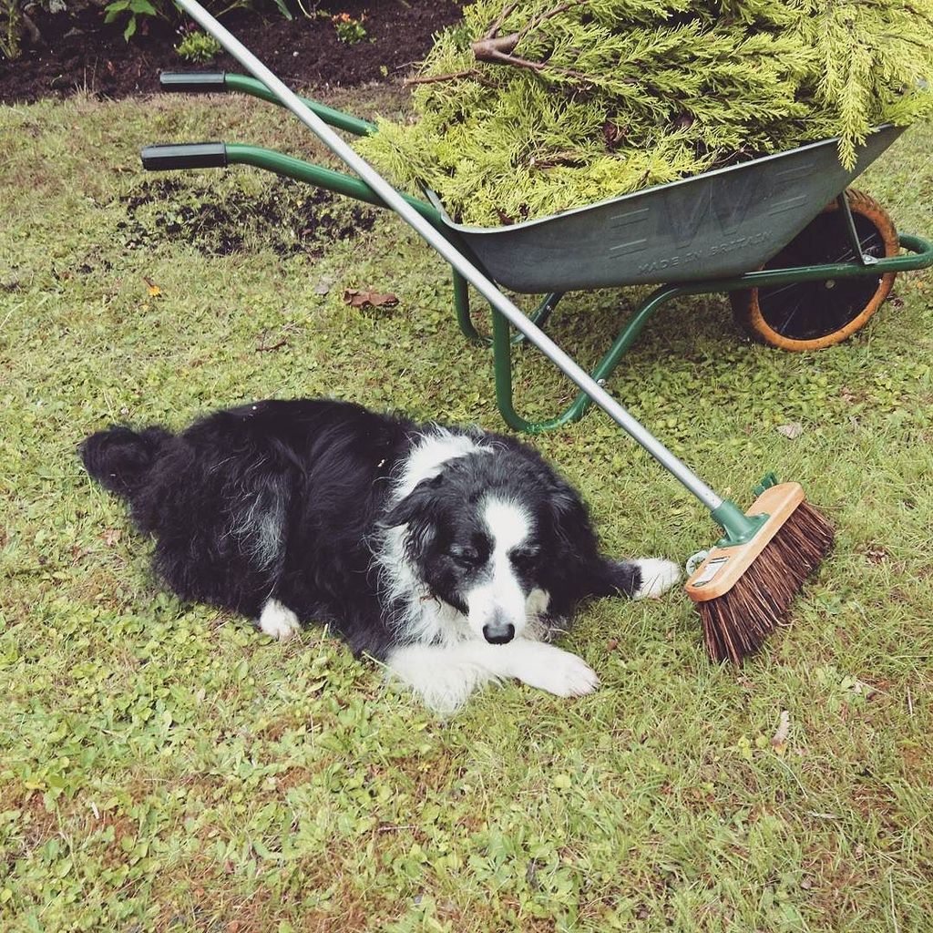 plewsgd's tweet photo. It's a hard life supervising a #gardendesigner at work #bordercollie #bordercolliesofinstagram #projectinprocess
… https://t.co/dY9WaeKYix https://t.co/kMxqNQiftN