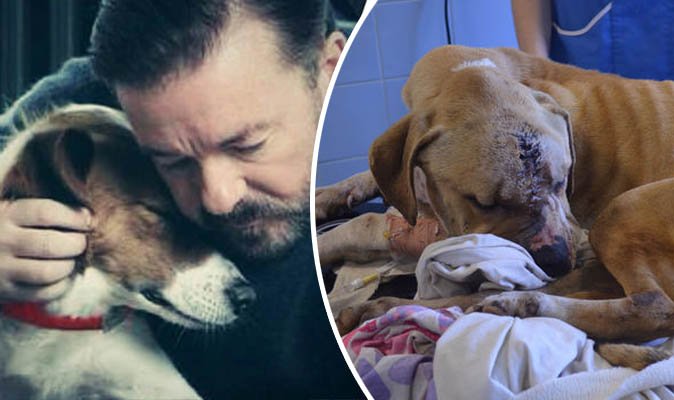 'Not long enough' Ricky Gervais, Paul O'Grady call for tougher animal abuser jail time
<a href="/rickygervais/">Ricky Gervais</a> express.co.uk/news/nature/82…