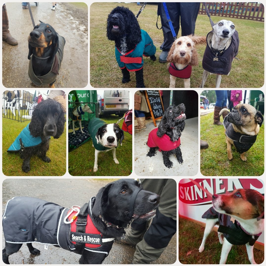Skinnersdogfood's tweet photo. #rainywednesday competition! Whose the best dressed dog at the @norfolkshow ? https://t.co/cVfG3TzMIR