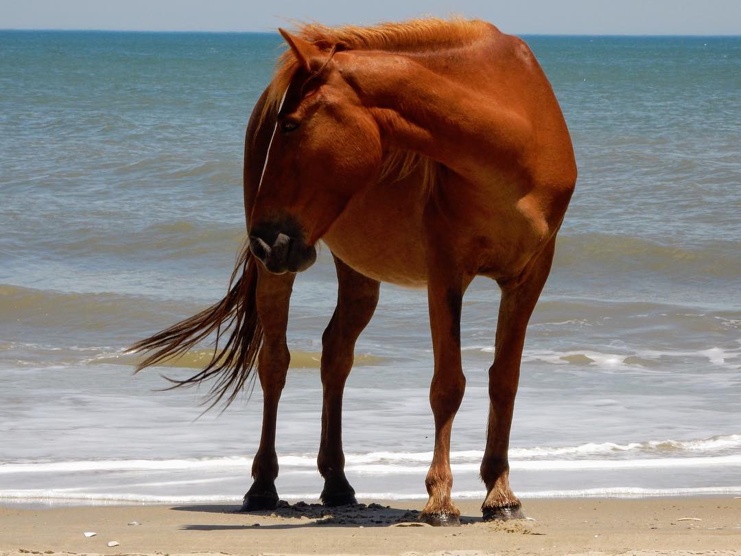 Happy #WildHorseWednesday! #Currituck365 (photo: <a href="/jimtny/">James Turner</a>) social.visitcurrituck.com/gt05
