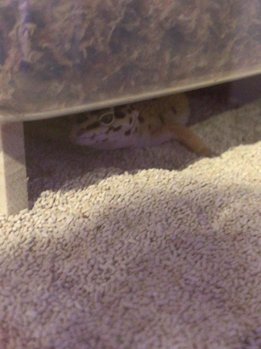 miniaqua tweet media