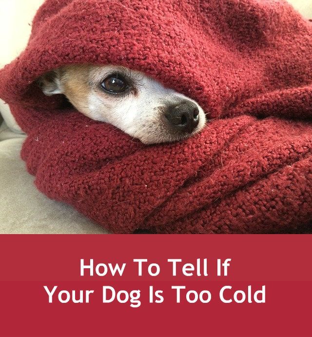 YuppieVet's tweet photo. Is your yuppie pooch sensitive to the cold? How To Tell If Your Dog Is Too Cold https://t.co/udnTutdiZk #dog #winterpettips https://t.co/fotNsV069Q