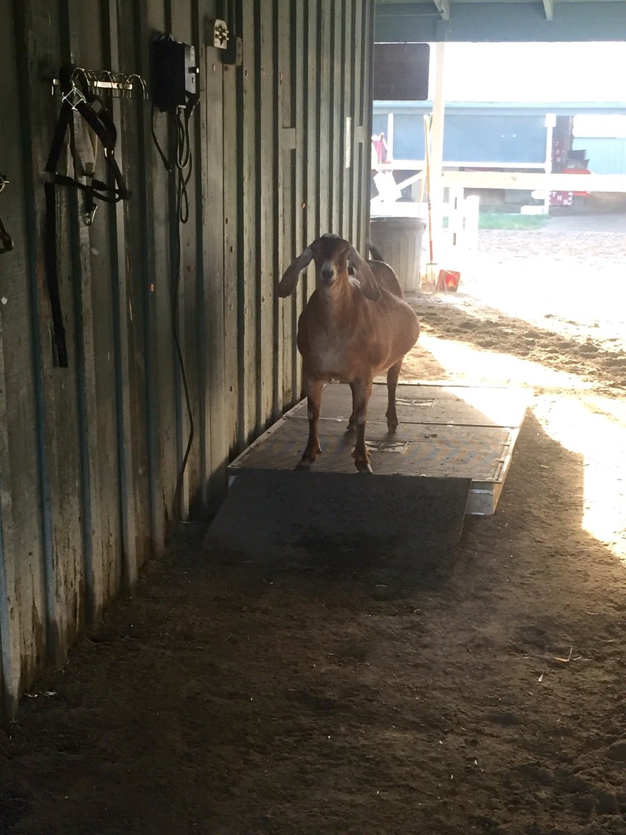 MikeMachowsky's tweet photo. Maggie is getting her vibrating on this morning. ππ #BarnGoats https://t.co/PEm2KVG5qS