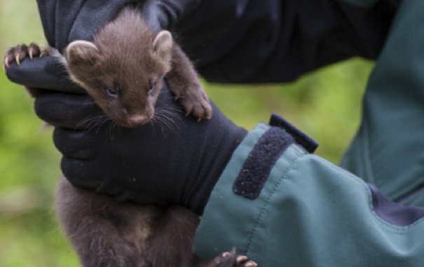 It's tough being a pine marten kit when your mum won't let you explore in case you fall out the den again. 😩
scotland.forestry.gov.uk/news/1802-pine…