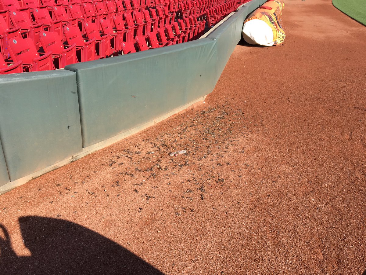 TurfSpartanLord's tweet photo. Mayfly clean up this morning before out Corporate Batting Practice. #gross #ManyDead #SwarmStillAlive @grumpysuper https://t.co/oRPseuFaCU