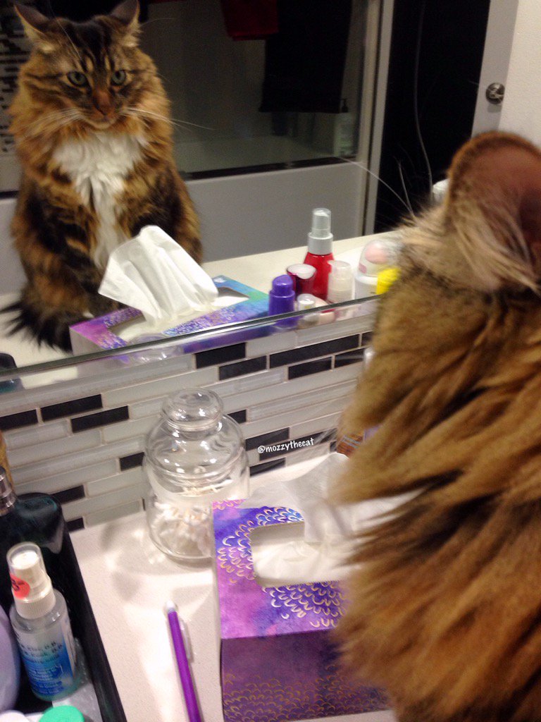 Mirror, Mirror on the wall who's the cutest of them all?! 🦁 #MozzyTheCat #CatsOfTwitter #morning