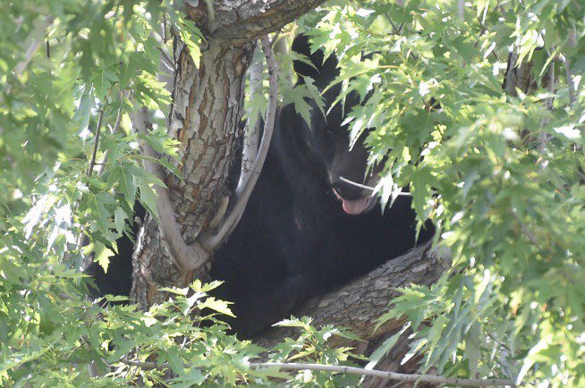 dailycamera's tweet photo. Bear climbs up a tree at 16th and Spruce in #Boulder -
 https://t.co/uCKq3KF0dO via @mitchellbyars @cliffpix https://t.co/wBLZAzsYN5