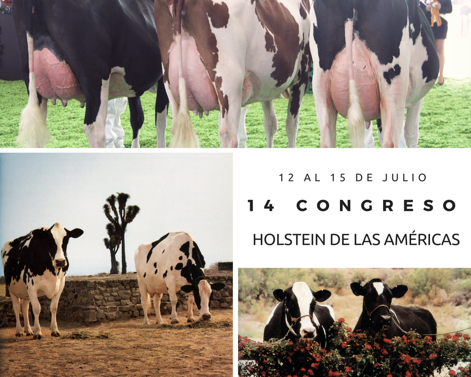 Holstein Américas tweet media