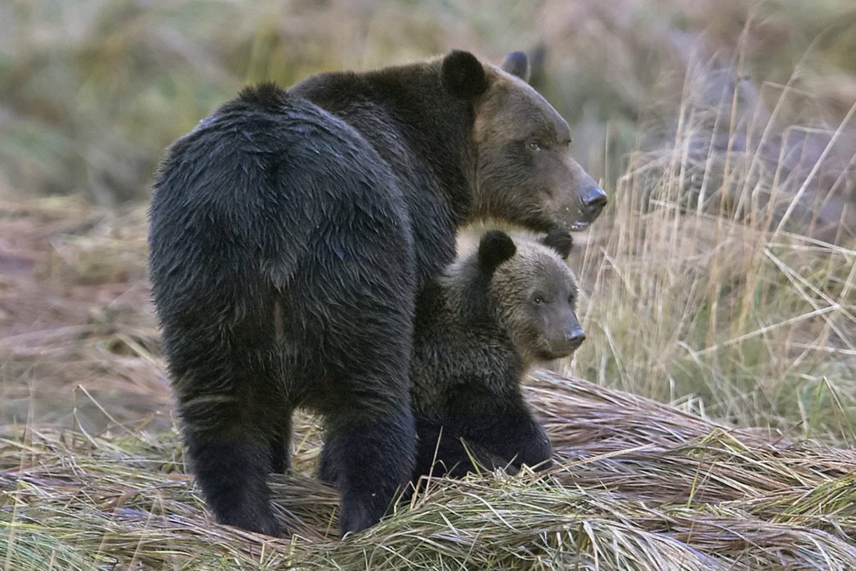humaneworldorg's tweet photo. It should NOT be legal for grizzly bears to be hunted. RT if you agree. 😢
 https://t.co/rxV6UlN10y https://t.co/YsM0brHJlf