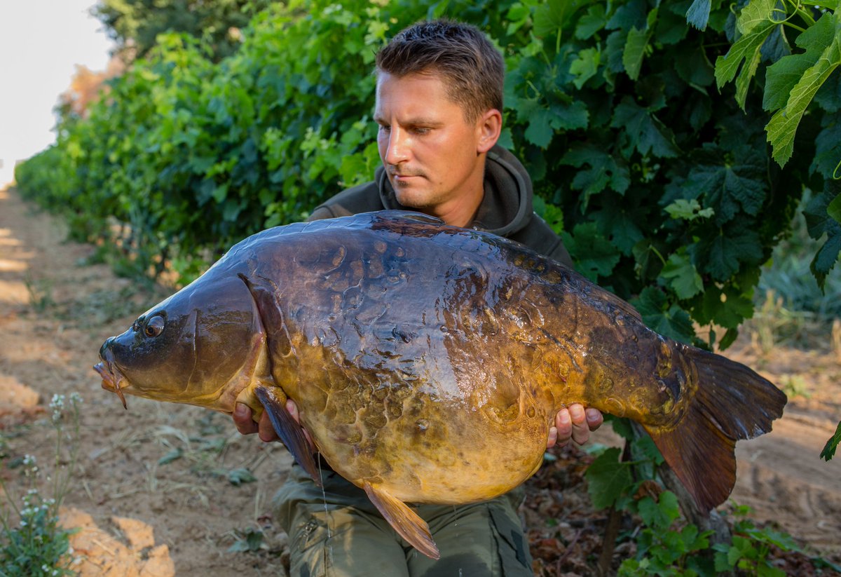 NashTackleUK's tweet photo. French consultant Rémy with an epic example of a mirror carp! #NashBait #KeyCray #GameChanger https://t.co/MM0MMpnjeB