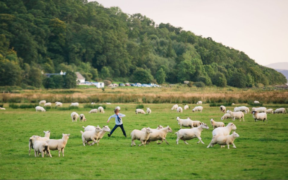 #WeddingWednesday even the sheep have fun when there is a #wedding party in town!!  Credits go to #TheWeddingCreatives for the photo.