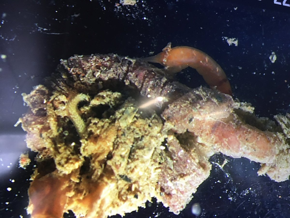 Helena Wiklund A Magelonid In Messy Tube And A Close Up Of Its Palp For Wormwednesday Plymouthdeeps Rv Callista With Regandrennan T Co 5najxawnvt