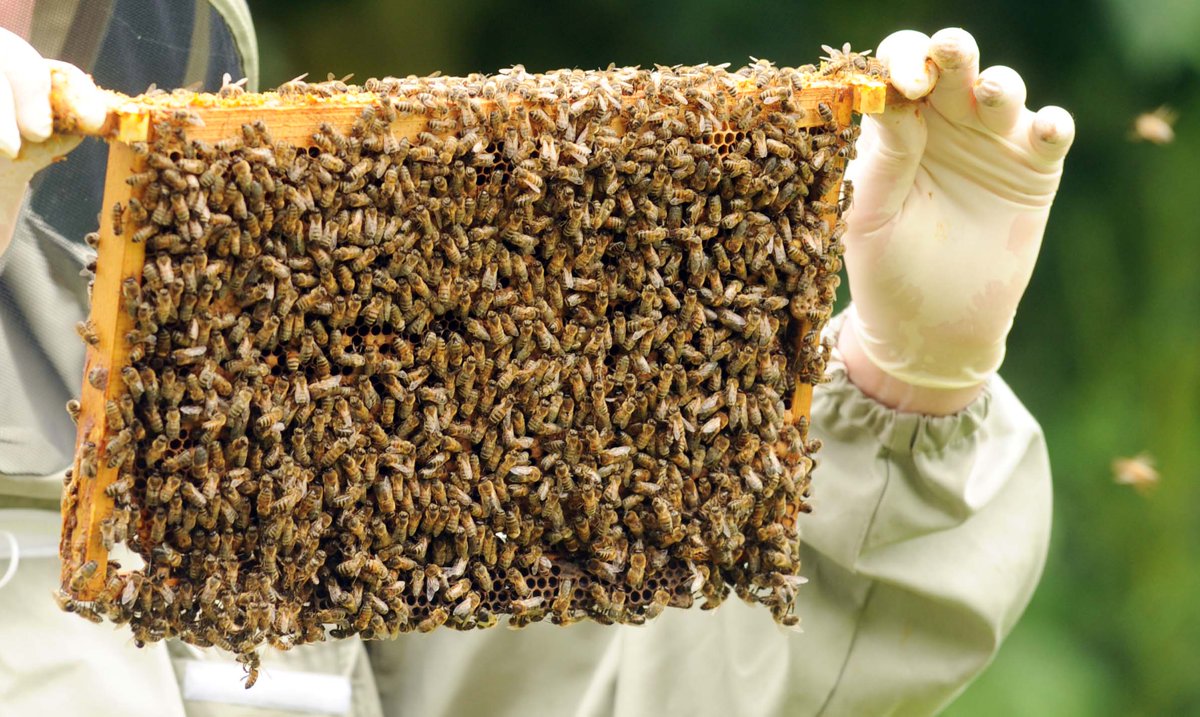 Did you know that #honeybees are totally blind to the colour red? For more fascinating facts visit: ow.ly/hy5b30d1KzZ <a href="/britishbee/">BBKA</a>