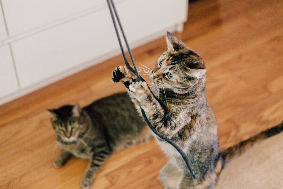 dinade's tweet photo. See the #IamsDifference! @IAMS cat food’s mix of ingredients contributes to healthy energy levels for your cat https://t.co/jxdmv5URwJ #ad https://t.co/xiwHyCzyVv