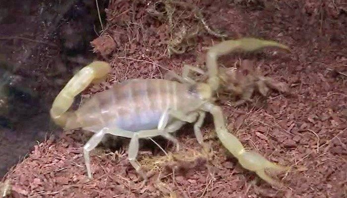 KLTV7's tweet photo. Evicted tenant leaves dozens of tarantulas, scorpions behind: https://t.co/OXTm8NSKX0 https://t.co/RmZSjjOMGm