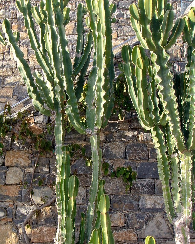 🌵🌵🌵 Somehow very happy about the rain today but also looking forward to holidays with @thegoldenbun &amp; <a href="/irina/">IRIS</a>.tschi… ift.tt/2tpCkfR