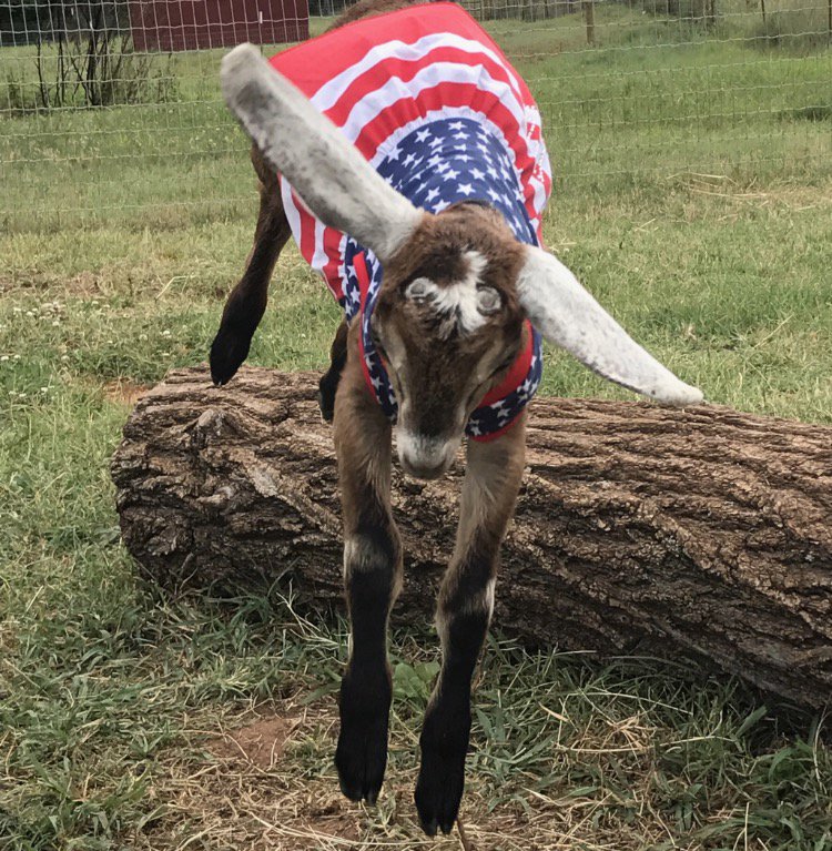 MellyBarn's tweet photo. Getting ready for the #4thofJuly on the farm! #farmlife #goat https://t.co/CKZMPLErDW