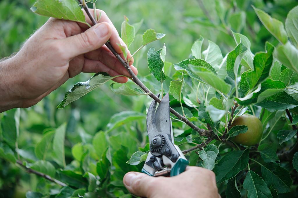 Join us for our summer fruit tree pruning course.
eventbrite.co.uk/e/summer-fruit…