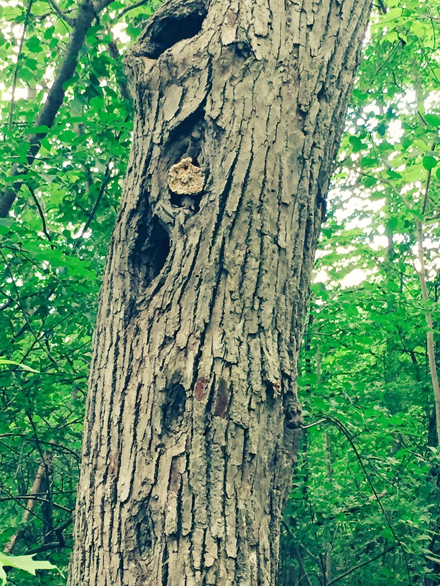 launchwithred's tweet photo. @LittleEagles123 leaving their handmade bird feeders in the forest. We hope you like them birdies &amp; bunnies &amp; forest animals! @PeelSchools https://t.co/0c2Jkc6XIN