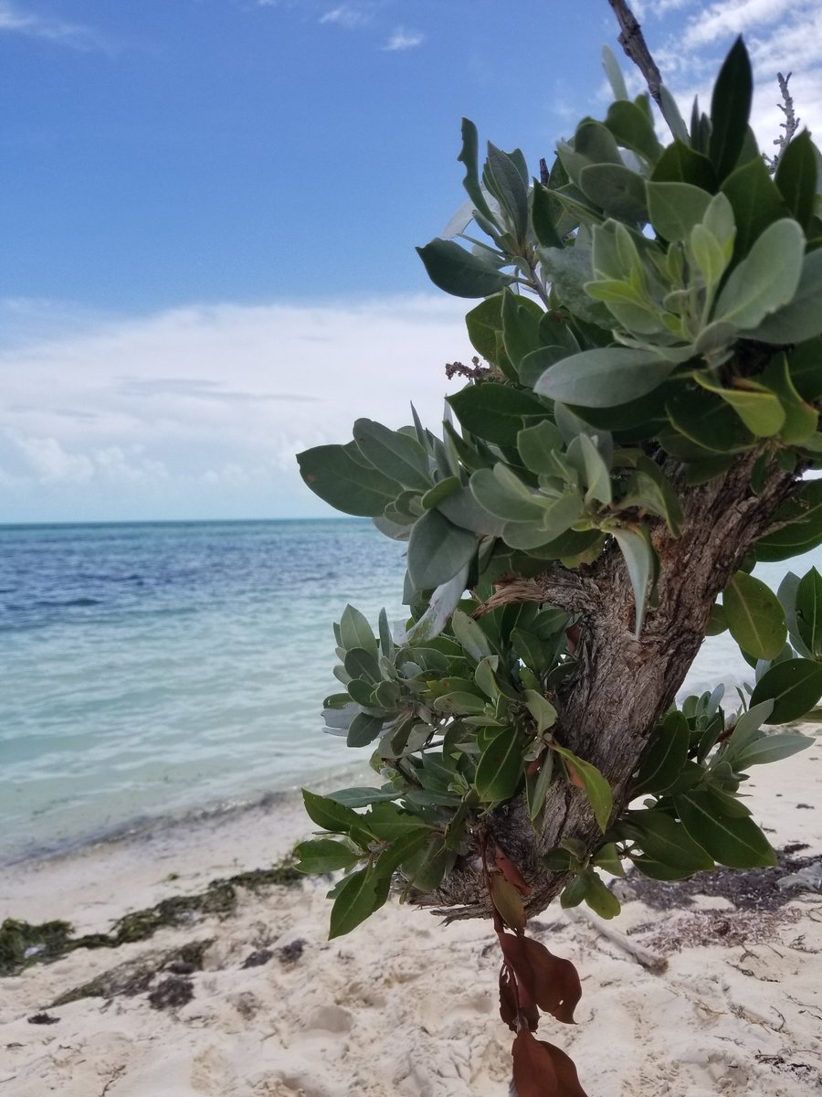 NATY_HER13's tweet photo. @theSamsungSide @TMobile #SamsungCameraDemo  some Bahamians  vacations #GS8 made them special https://t.co/86U0LLZj9V