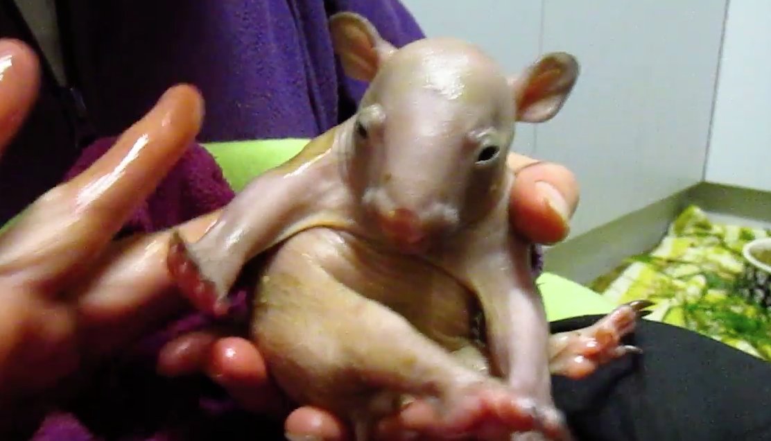 Baby wombat gets hemp oil massage 😍 bit.ly/2s2hfn1