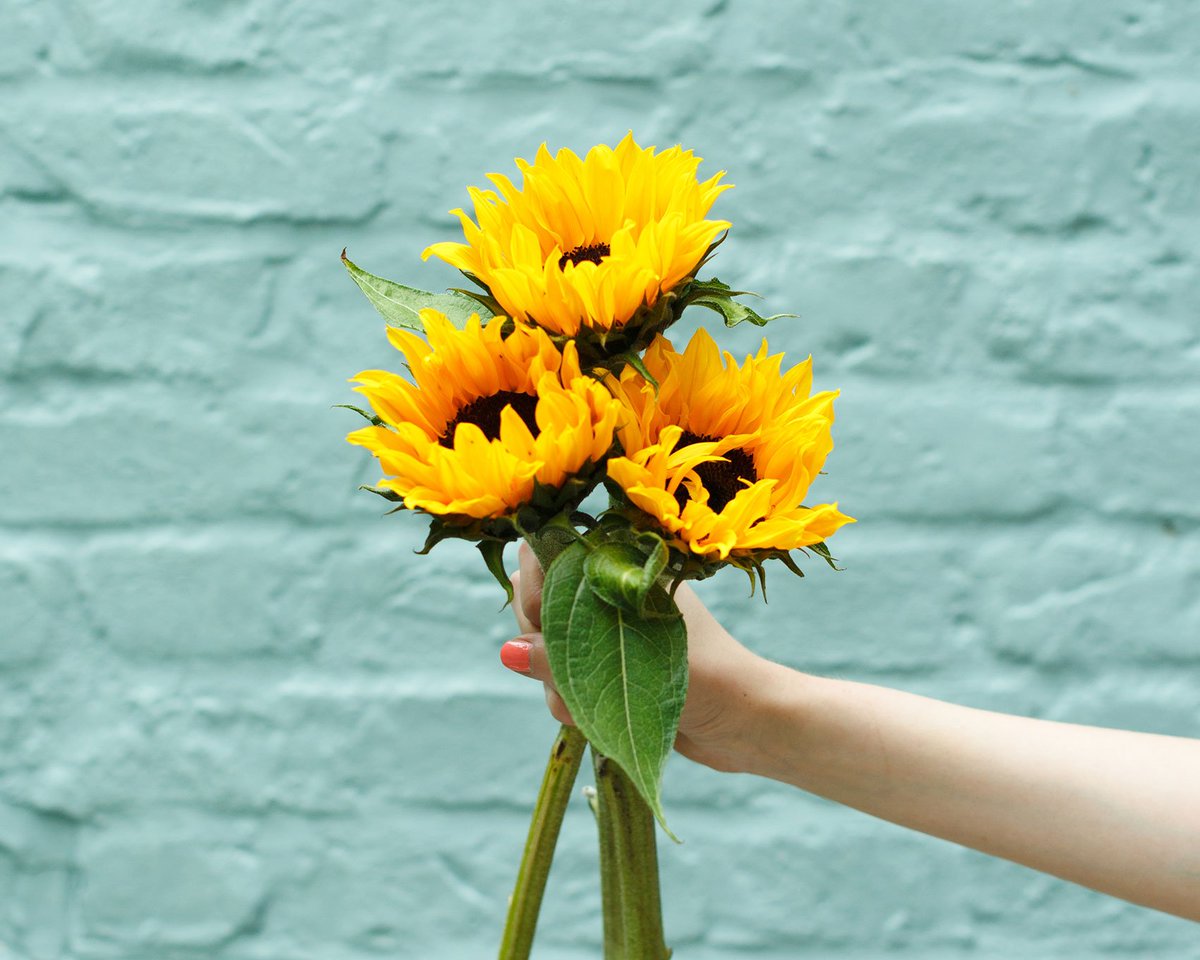 BloomandWild's tweet photo. Happy Monday everyone. Here are some sunny sunflowers to virtually brighten your day! ☀️ https://t.co/sHcTGelG3p