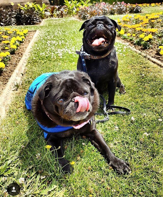 islingtondogs's tweet photo. Franks &amp; Chelsa pug! @ChelseaPug #summer #puglife https://t.co/U4RiTd1KnH