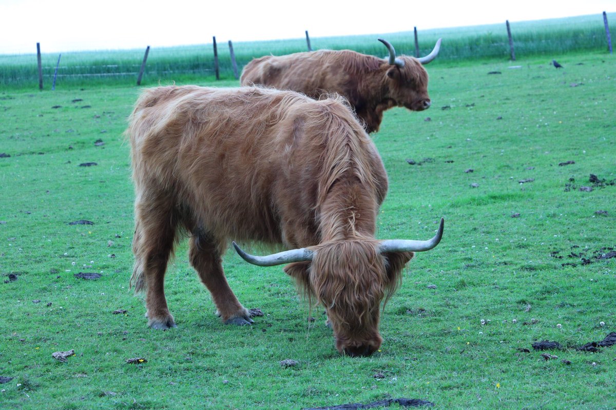 Sigue el #RmoEscocia y hoy fue de castillos: Huntly, Balvenie y Urqhuart. Ahh y las primeras vacas peludas!! #lovegreatbritain #Myfitravel