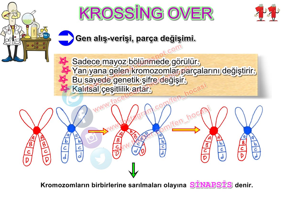 fenhocasii's tweet photo. TEOG HAZIRLIK: KROSSİNG OVER
#mayoz #bölünme #gen #alışveriş #parça #değişim #genetik #kromozom #sinapsis #fen #teog #teog1 @fenhocasii https://t.co/kWjfP0ef0E