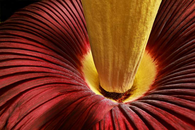 juliejohnson's tweet image. Last day to see, smell, ogle corpse flower at @CalCarnivores in Sebastopol po.st/M4BWWA