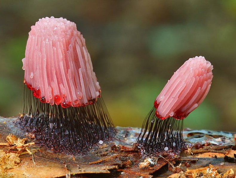 Pink and black slime mold