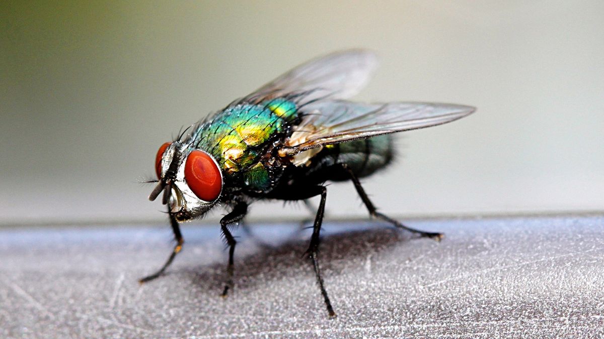 TheOnion's tweet photo. Housefly Fondly Recalls Losing Virginity On Rotting Pile Of Ground Beef https://t.co/rk3M80erVT https://t.co/S9rmu4UOXX
