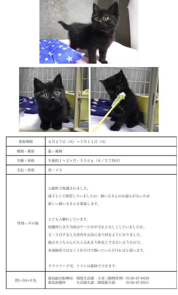 北海道 保健所 里親募集 Ar Twitter 渡島保健所さん 子猫だらけです しかも1枚目のにゃんずは人馴れしていません 2枚目のチビ黒にゃんは人馴れしていますが1にゃん飼いが良さそうとのこと 拡散希望 里親募集 保健所 北海道 子猫の里親募集 函館 猫ボラ